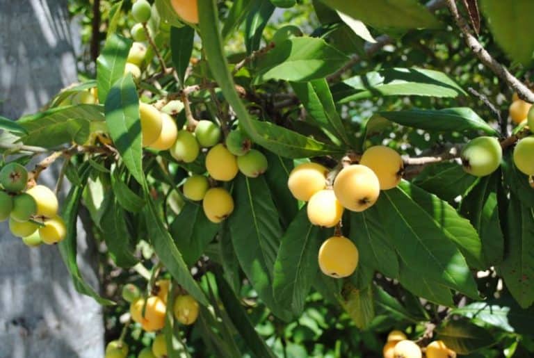 12 Best Fruit Trees to Grow in Florida for a Great Harvest