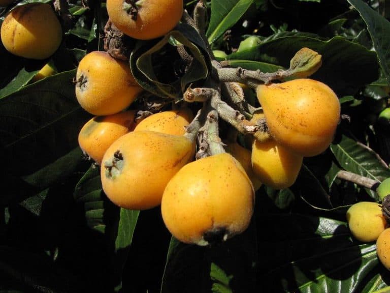 13 Best Fruit Trees to Grow in (North & South)