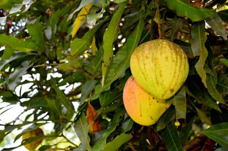 12 Best Fruit Trees to Grow in Florida for a Great Harvest