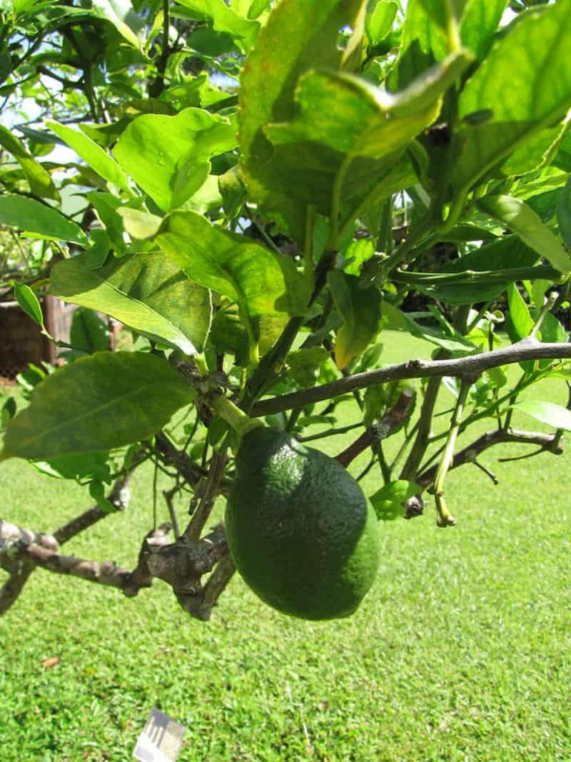 13 Best Fruit Trees to Grow in (North & South)
