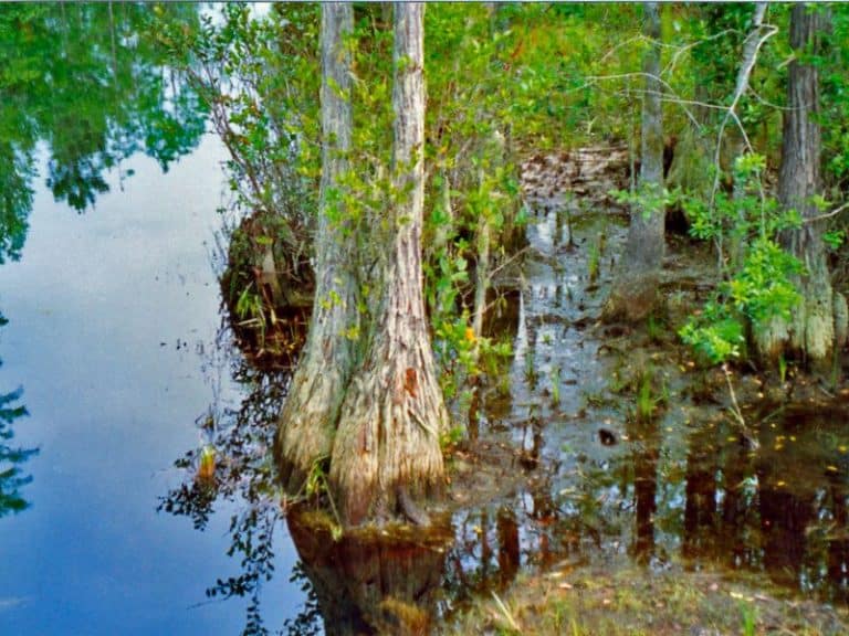 9 Types of Cypress Trees to Grow in