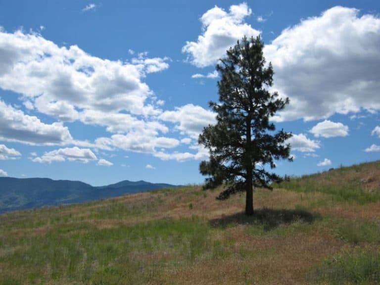 7 Types of Pine Trees That Grow in West Virginia