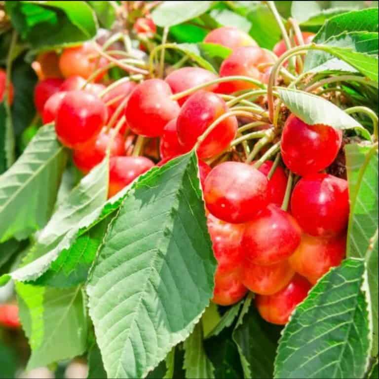 8 Cherry Trees to Grow in Maine (Edible & Ornamental)