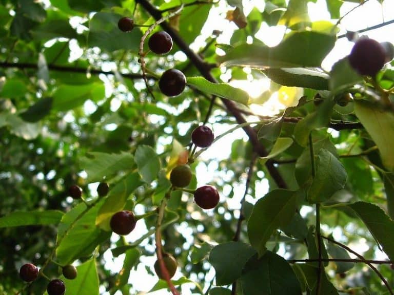 8 Cherry Trees to Grow in Maine (Edible & Ornamental)