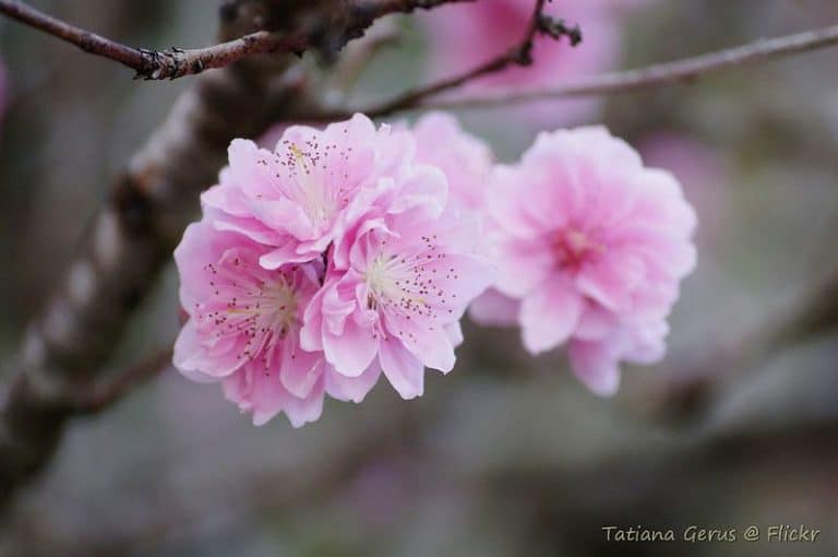 20 Stunning Flowering Trees for to Grow or Admire