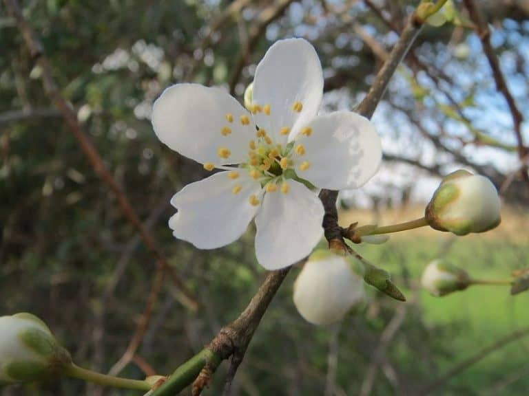 20 Stunning Flowering Trees for to Grow or Admire