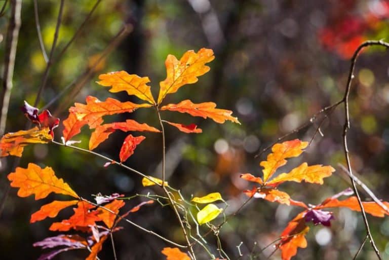 20 Types of Oak Trees in to Discover or Plant Today