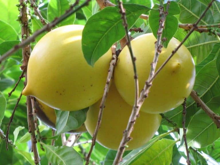 13 Fruit Trees to Grow in Hawaii (Exotic & Common Varieties)