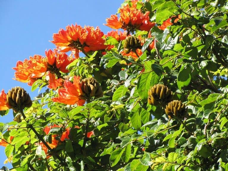 15 Flowering Trees to Grow in Hawaii (Purple, Yellow & More)