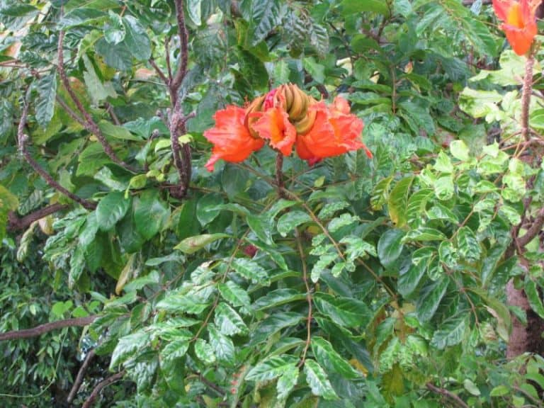 8 Beautiful Red Flowering Trees in Florida (Grow or Admire)