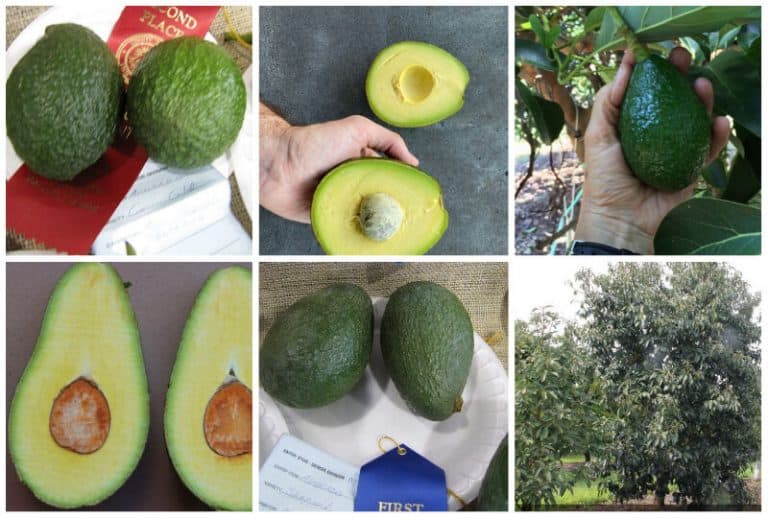 Do Avocado Trees Grow in Hawaii? Which Varieties are Best?
