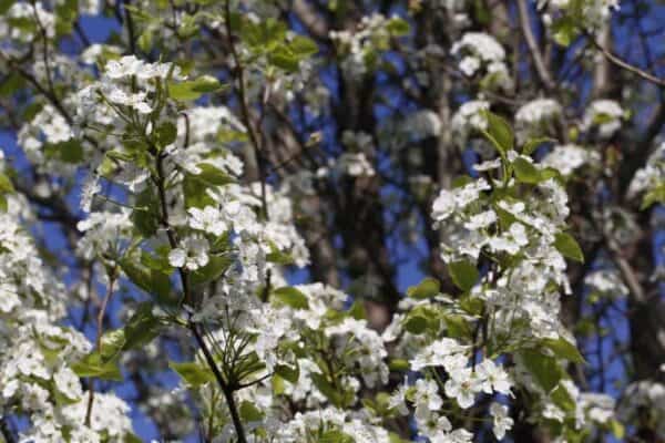 14 Ornamental Flowering Trees for USDA Zone 8 Landscapes
