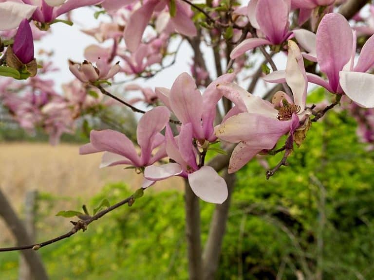 14 Lovely Flowering Trees for Maryland (Pink, Purple & More)