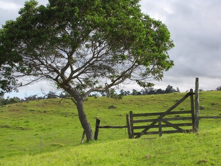 30 Common Trees in Hawaii (Native & Introduced Species)