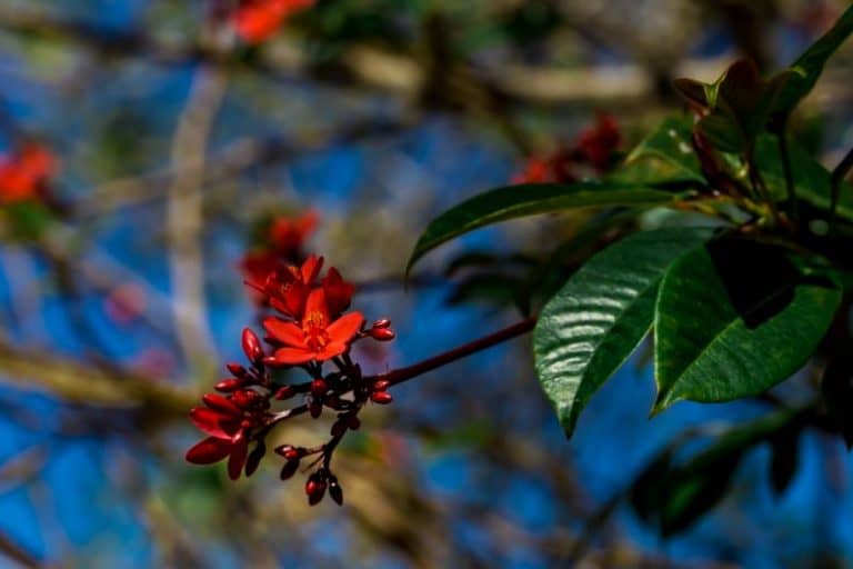8 Beautiful Red Flowering Trees in Florida (Grow or Admire)