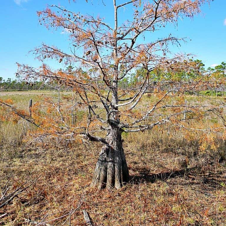 7 Trees You Will Find in the Florida Swamp