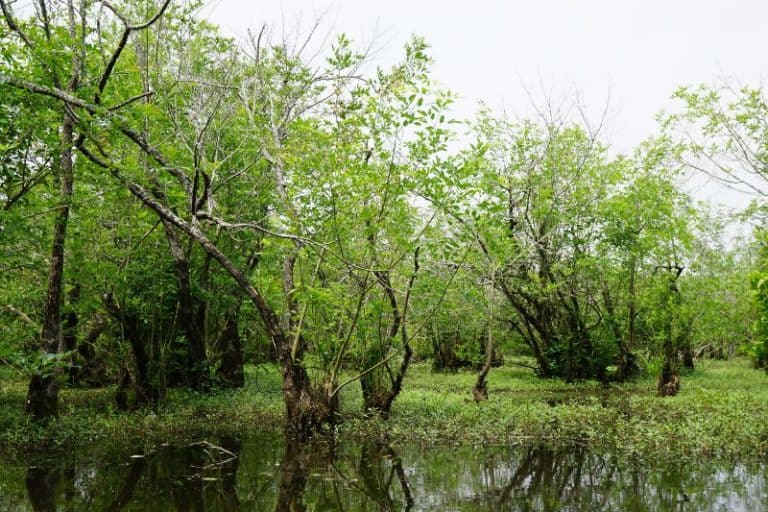 7 Trees You Will Find in the Florida Swamp