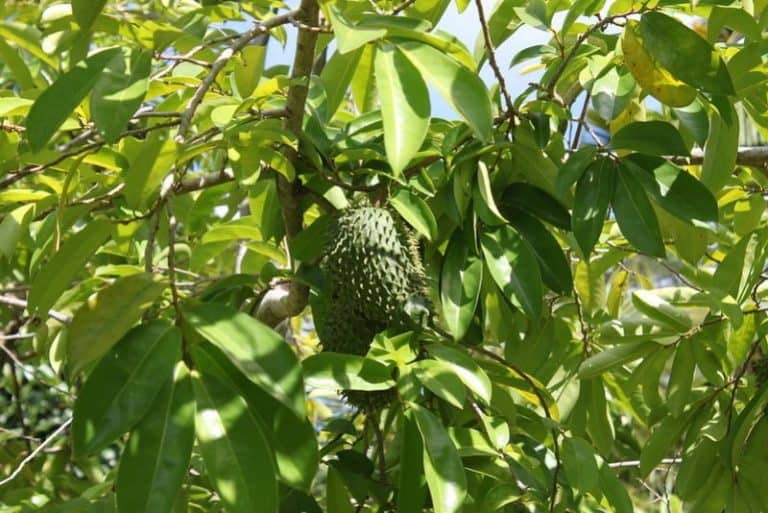 13 Fruit Trees to Grow in Hawaii (Exotic & Common Varieties)