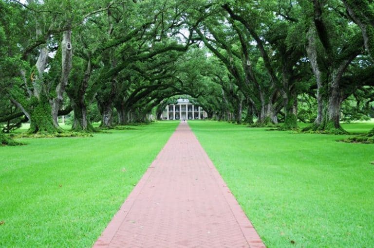 14 Fast Growing Shade Trees to Grow in Florida