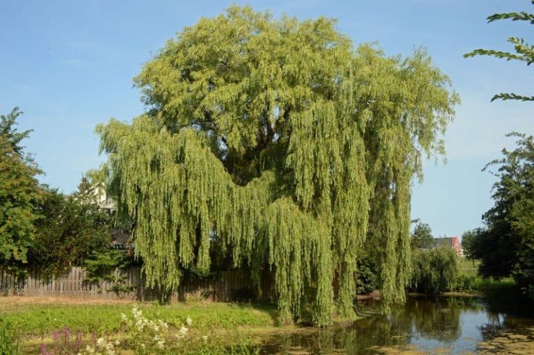 14 Fast Growing Shade Trees to Grow in Florida