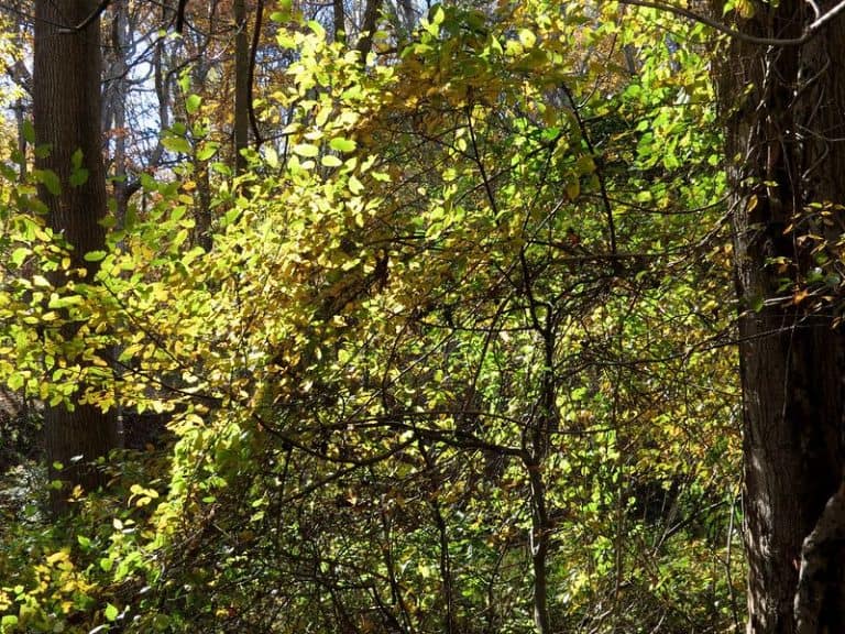 18 Common Trees Native to Maine (Includes Evergreen Species)