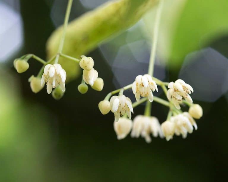 14 Lovely Flowering Trees for Maryland (Pink, Purple & More)