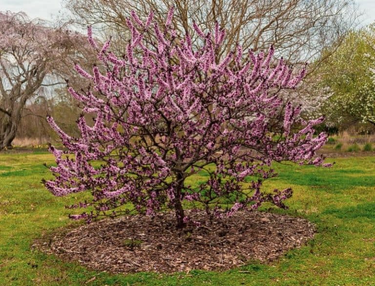 14 Lovely Flowering Trees for Maryland (Pink, Purple & More)