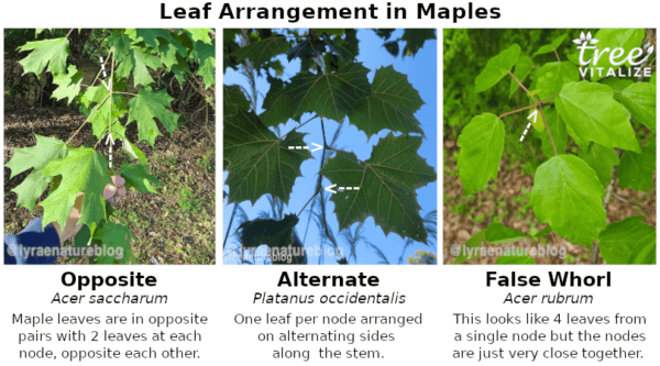 18 Different Types of Maple Trees & Identifying Features