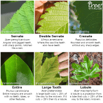 18 Different Types of Maple Trees & Identifying Features
