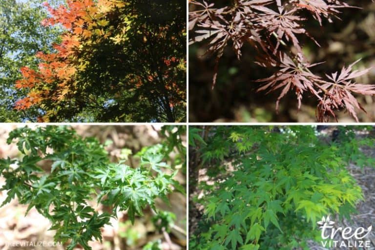 18 Different Types of Maple Trees & Identifying Features