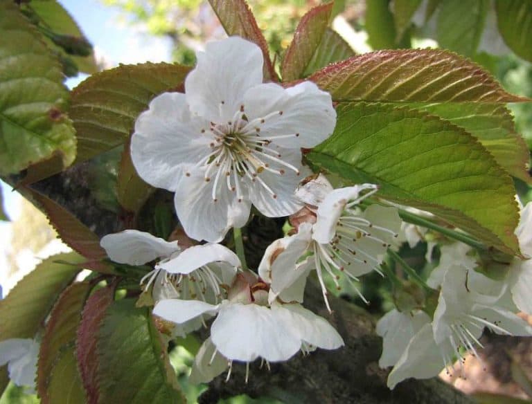5 Best Cherry Tree Varieties to Grow in Texas (Yummy)