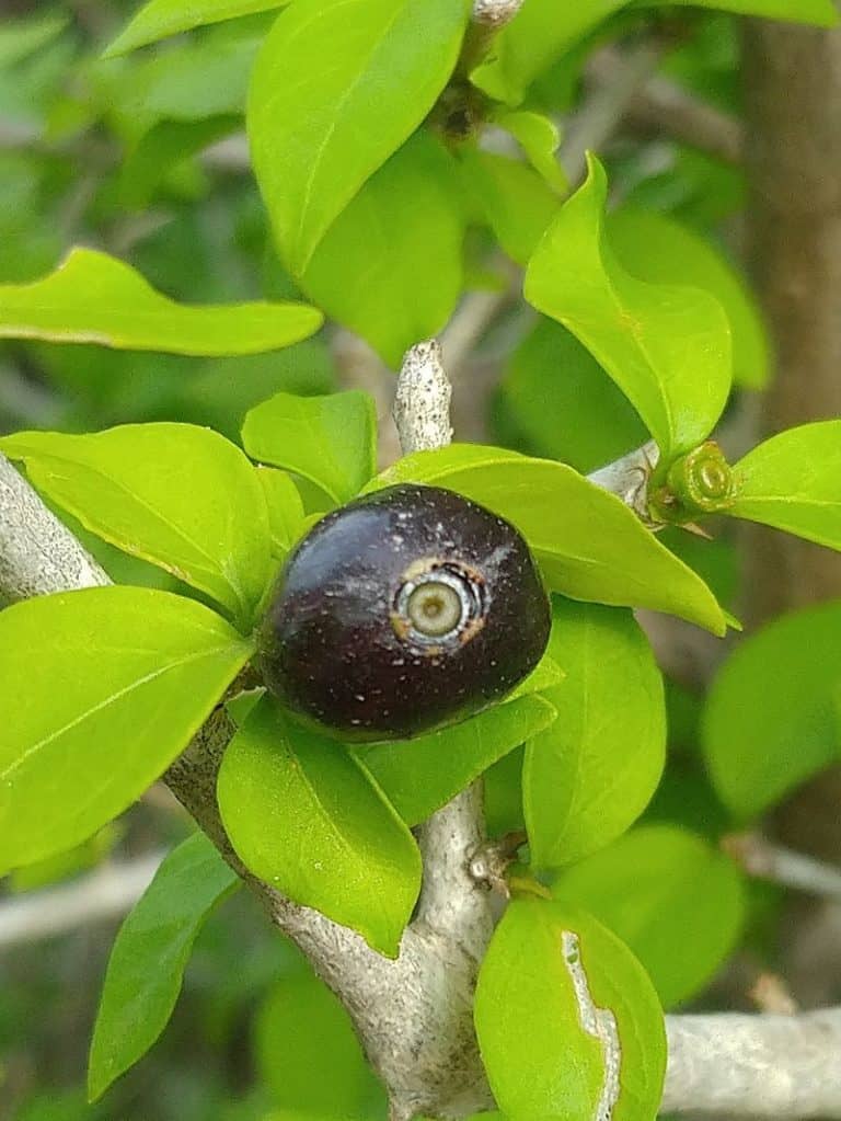 Condalia 30 Types of Native Texas Trees (Common & Rare Varieties)