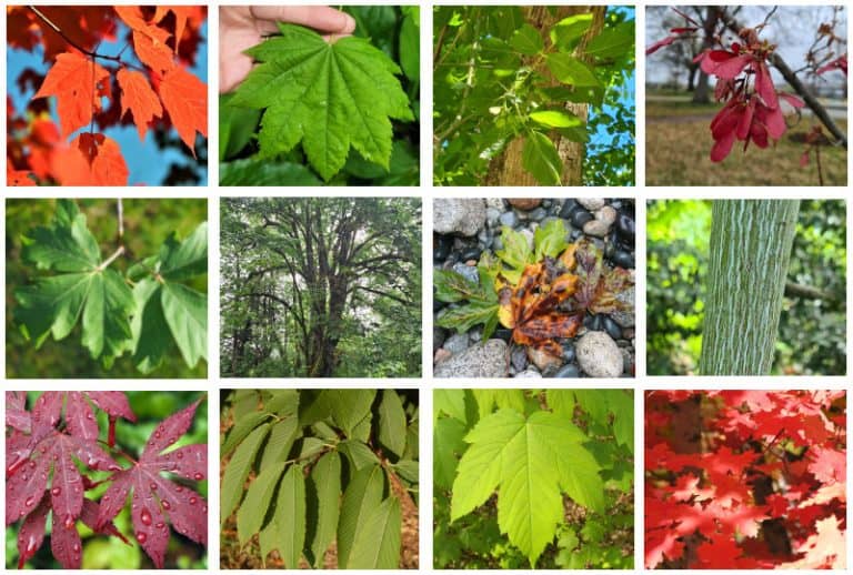 18 Different Types of Maple Trees & Identifying Features