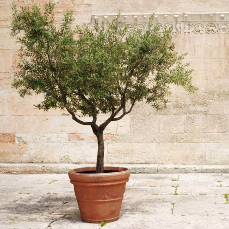6 Best Varieties of Olive Trees to Grow in Texas