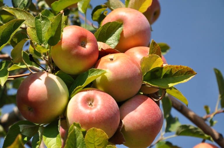 8 USDA Zone 4 Apple Trees (Cold Hardy Varieties)