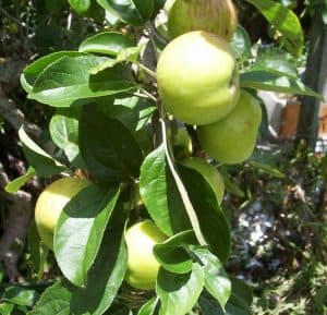 7 Best USDA Zone 6 Apple Trees to Plant Today