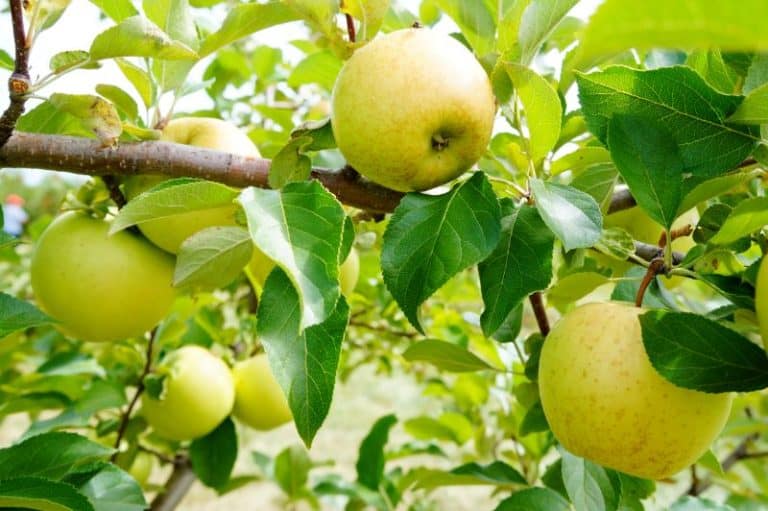 7 Best USDA Zone 6 Apple Trees to Plant Today