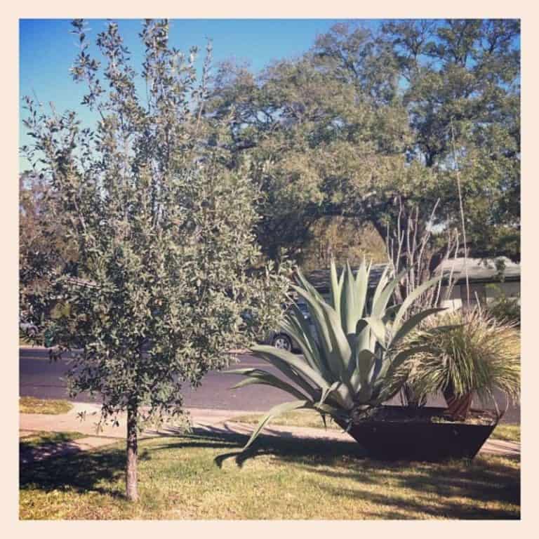 16 Types of Oak Trees in Texas (White & Red Varieties)