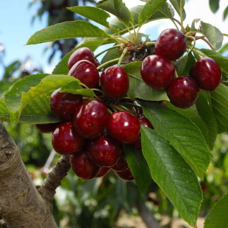 5 Best Cherry Tree Varieties to Grow in Texas (Yummy)