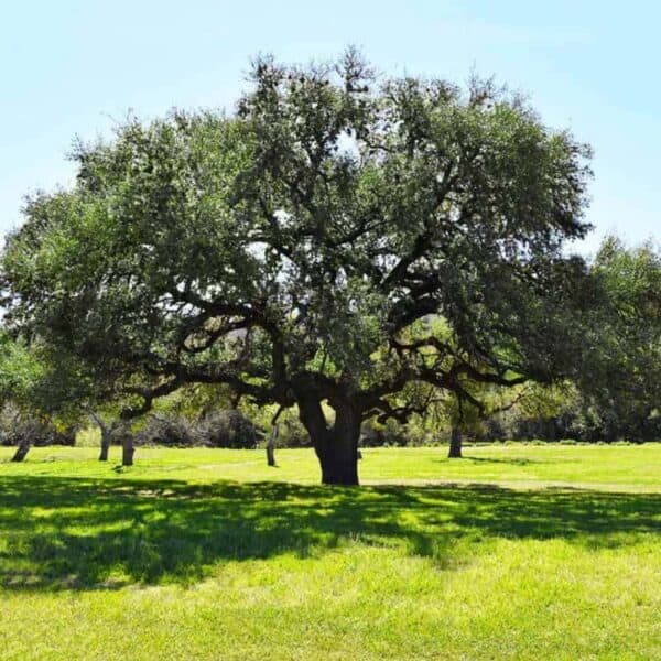 16 Types of Oak Trees in Texas (White & Red Varieties)