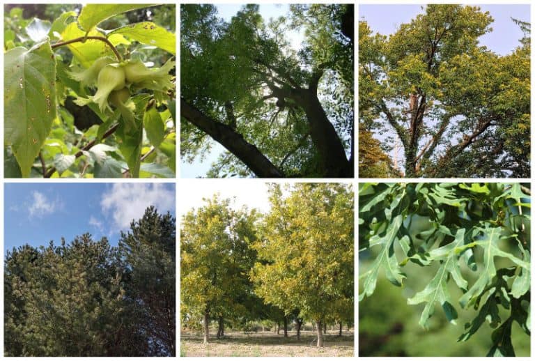 6 Best Nut Trees to Grow in Tennessee for Reliable Crops