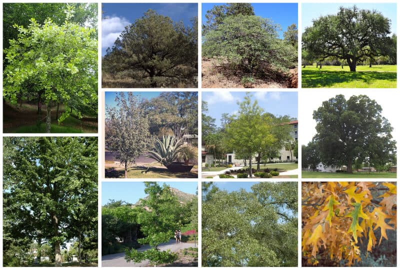 Types Of Texas Oak Trees With Pictures Identification 57 OFF
