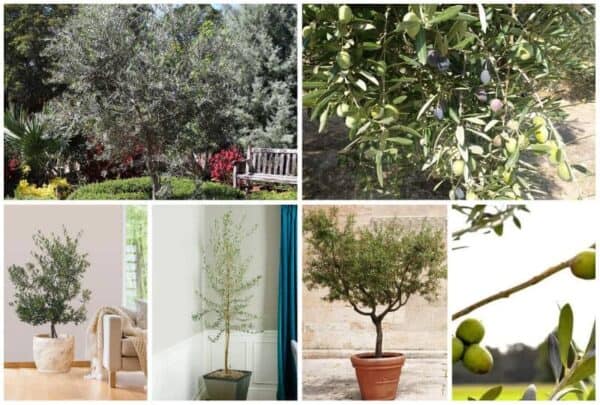 6 Best Varieties Of Olive Trees To Grow In Texas