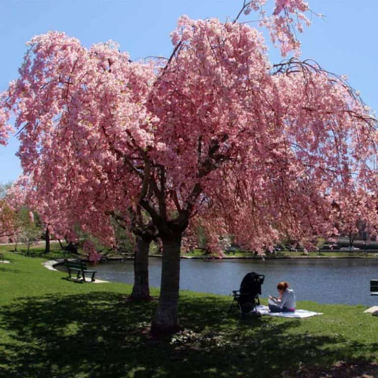 5 Cherry Blossom Trees to Grow in Texas (Ornamental Appeal)