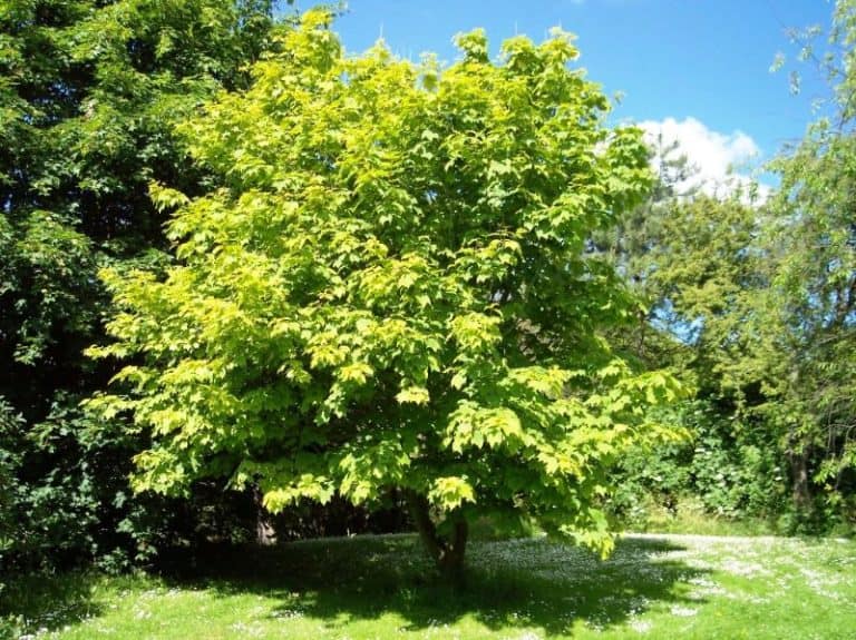 18 Different Types of Maple Trees & Identifying Features