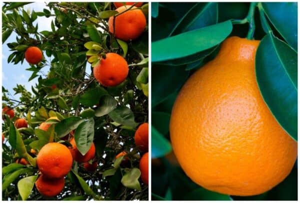 13 Best Citrus Varieties to Grow in Florida (Lemon & Lime)
