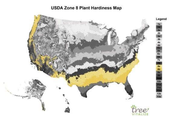 USDA Zone 8: Where is it? What to Plant? Tips to Success