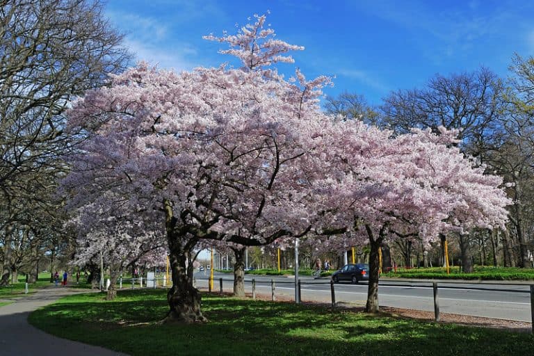 5 Cherry Blossom Trees to Grow in Texas (Ornamental Appeal)