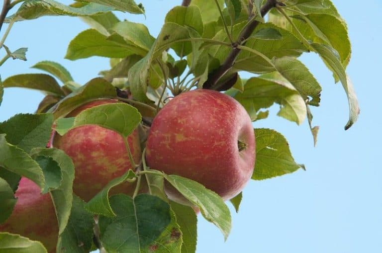 7 Best USDA Zone 6 Apple Trees to Plant Today