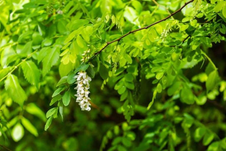 25 Common Types of Trees Native to Maryland (Grow or Admire)